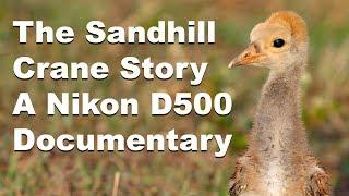 The Sandhill Crane Story - Nikon D500 Wildlife Documentary