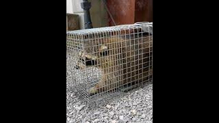 Expert Solutions for Raccoon Removal from Your Home!