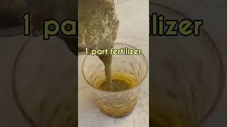 Make Easy and Free Organic Fertilizer from Banana Peels for Any Plants #shorts