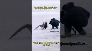 penguin ask photographer for help  wholesome