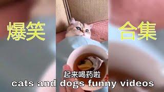 [开心时刻]#3 超爆笑 , 笑到令人噴飯的"動物搞笑視頻"合集 #3 | 笑點全開 ^^ |funny video/funny animals/ cat/dog/pet/