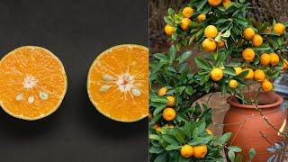 Real method of Growing orange tree from seed. #orange #citrus #seed #howto