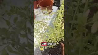 have you had garbanzo beans in your garden before?first time for me having this plant.Comment 