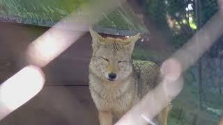 The Red Wolf: A Struggle for Survival