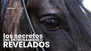 Horse Training Secrets That Will Leave You Speechless