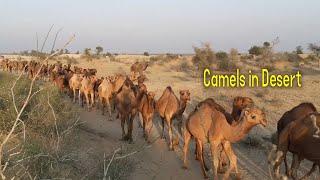 How Camels Live in Desert | nomadic tribal lifestyle | Desert life in Pakistan Youtube