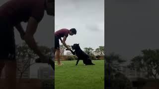 basic obedience training with owner #canecorso #italianmastiff @dogtrinerkarachi-k9 #karachi #pk