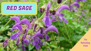 Red Sage - Danshen - Used for Thousands of Years as Traditional Chinese Medicine