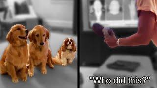 Guilty Dog Runs Away