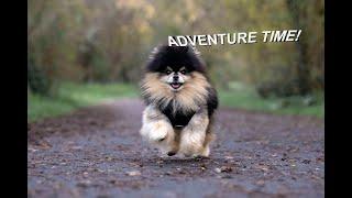 Cute Pomeranian Dog Goes On A Magical Forest Adventure