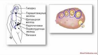 Нетипичные циклы. Лютеинизация фолликула. Урок 2-3