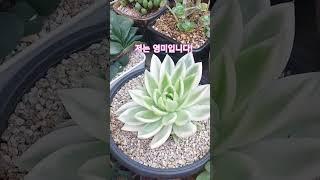 이름이 ㅎㅎ영미인 금다육이!! 영미야 잘 살아보자!!#다육이#금다육이