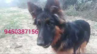 PG HOUSE DOG KENNEL, FARRUKHABAD