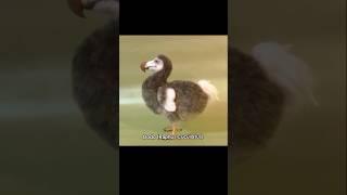 Dodo The Bird|#foryou#facts#shorts#dodo#extinction#animals#animalfacts#hunting#shortvideo