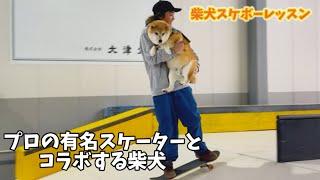 【奇跡】プロスケーターにスケボーを教えてもらう柴犬とビビり散らかすハスキーが可愛すぎました…