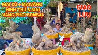 (@THÀNH #zalo_0342678836)#Mai xù+mai hình thú & mai vàng phoi Bonsai GL 12/3/2025  ĐC:H.Cờ Đỏ,TPCT