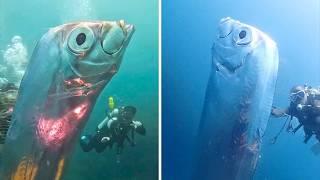 Giant Oarfish  You Won’t BELIEVE Its Size!