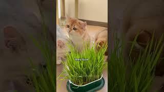 Why Cats Chew on Plants?  Vegan Cat #CatFacts #CatsAndPlants