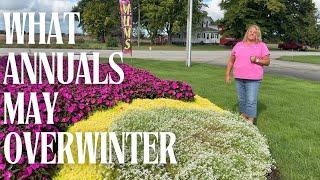 Cold Tolerant Annuals