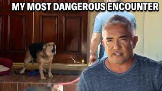 My Most Dangerous Case - A German Shepherd That Attacks 24/7 | Cesar 911 Season 3, Ep. 5 - Part 1