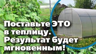 КАК ПОВЫСИТЬ УРОЖАЙНОСТЬ ОВОЩЕЙ В ТЕПЛИЦЕ. Подкормка проста до смешного