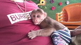 Monkey Yoyo talk to dad and go to sleep