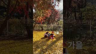 횡성댁의 가을 #신대리#가을#횡성댁#캠핑#가을캠핑