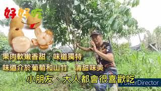 纖立素果苗園有限公司-龍貢介紹..東南亞新興熱帶水果果苗....像龍眼又不是龍眼... #龍貢 #龍眼 #果苗推薦 #南部果苗 #高雄果苗 #屏東果苗 #台南果苗 #優惠