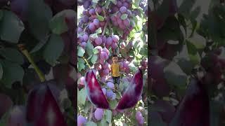 MD MASUD KHAN  