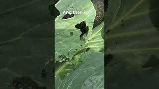 How to Spot & Manage Cabbage Worms in Your Garden!