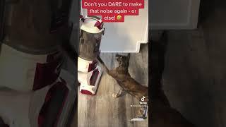Cat Versus Vacuum Cleaner 