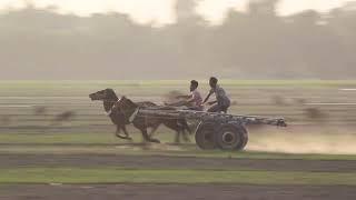 This is the first car and horse racing competition in Bangladesh  Haddahaddi horse racing compet