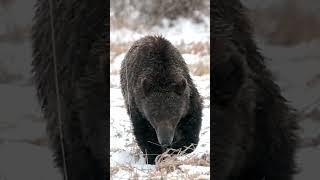 Grizzly Bear 610 & 3 cubs/snow/Jackson/ Tetons/ Yellowstone #wildlife #shorts #grizzlybear  #best