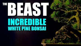 The Secrets of Mastering Japanese White Pine Bonsai