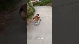 Giotto the skateboarding bulldog shredding in his Dog Friendly Co gear!  #dogshorts #funnydogs