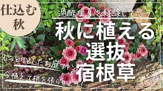 秋に植えたい宿根草＆秋の庭仕事　秋はしっとりガーデンが◎/秋はマムを植えよう！/夏に強かった宿根草/