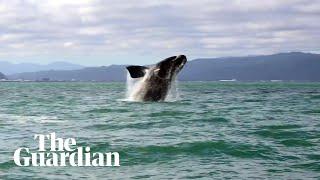 Whale charms locals in Wellington harbour