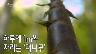 하루에 1m씩 자라는 '대나무' (a bamboo tree growing 1 meter a day)