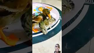 Cat VS Duck ki Fight  #shorts #funny #comedy #cat #duck #funnyshorts #shortsvideo #trending #viral