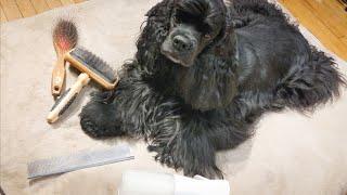 Brush Out your Dog with a Master Groomer