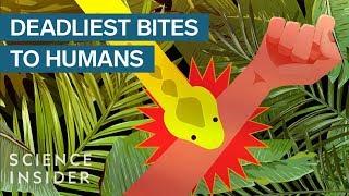 The Deadliest Venomous Animals In The World