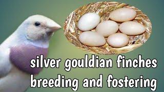 silver back gouldian  finch breeding tips