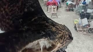 European Eagle owl High jump slow motion.