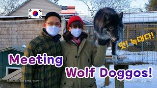 [국제커플 AMWF] 늑대 눈빛보소 Wolf tour at Howling Woods Farm! VLOG