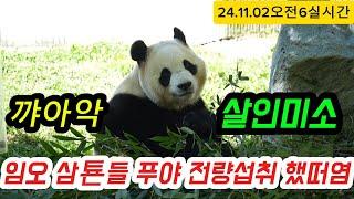 ##푸바오실시간 24.11.02 오전5 우래기 전량섭취!!살인미소 뿜뿜 ️미쵸#푸바오 #푸바오근황 #판다 #루이바오 #후이바오 #팬더 #애버랜드 #판다월드