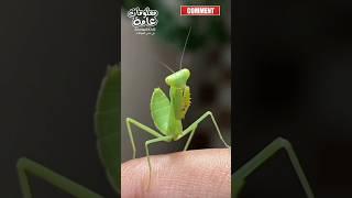 حشره فرس النبي السرعوف ومعلومات صادمه لأول مره هاتعرفها #معلومات_عامة