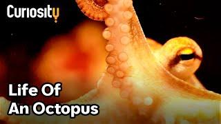 The Fascinating Life Of An Octopus | Bright Now