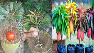 How to grow mango tree on pot, propagate mango tree cutting with tomato