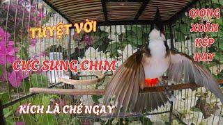 Chào mào Huế.Tiếng Chào mào Huế Giọng Chuẩn Huế,Giọng Già Rừng/Ép má trắng,chào mào non học giọng