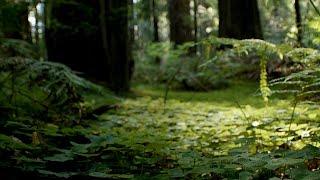 Natural Forest Sounds – ASMR | Our Green Planet | BBC Earth